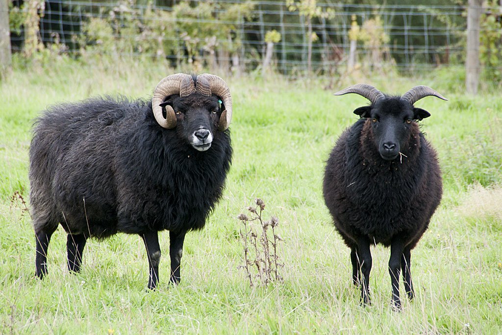 Black Welsh Mountain Sheep